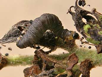  Chenille de Eupithecia veratraria Grasl. - Philippe Bachelard