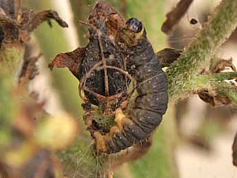  Chenille de Eupithecia veratraria Grasl. - ©Philippe Bachelard