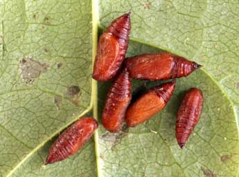  Chrysalide de Eupithecia veratraria Grasl. - ©Daniel Morel