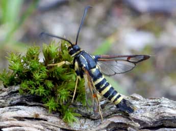 Synanthedon vespiformis L. adulte - Daniel Morel