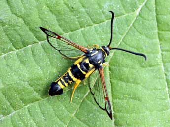 Synanthedon vespiformis L. adulte - Daniel Morel