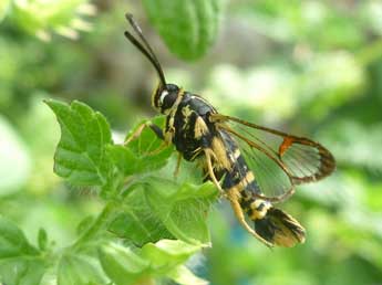 Synanthedon vespiformis L. adulte - ©Cyril Nabucet