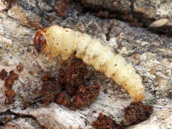  Chenille de Synanthedon vespiformis L. - ©Daniel Morel