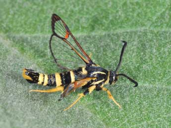 Synanthedon vespiformis L. adulte - Philippe Mothiron