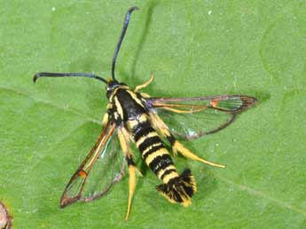 Synanthedon vespiformis L. adulte - ©Philippe Mothiron