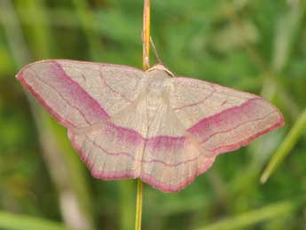 Rhodostrophia vibicaria Cl. adulte - Philippe Mothiron