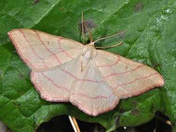 Rhodostrophia vibicaria Cl. adulte - Philippe Mothiron