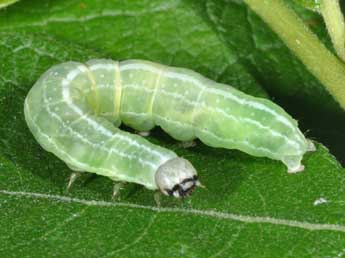  Chenille de Brachylomia viminalis F. - Philippe Mothiron