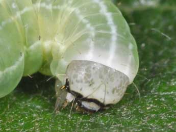  Chenille de Brachylomia viminalis F. - ©Philippe Mothiron