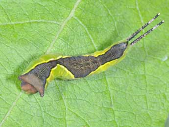  Chenille de Cerura vinula L. - ©Philippe Mothiron