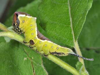  Chenille de Cerura vinula L. - ©Philippe Mothiron