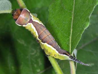  Chenille de Cerura vinula L. - Philippe Mothiron