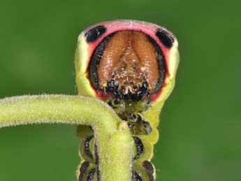  Chenille de Cerura vinula L. - ©Philippe Mothiron