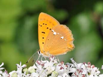 Lycaena virgaureae L. adulte - ©Philippe Mothiron