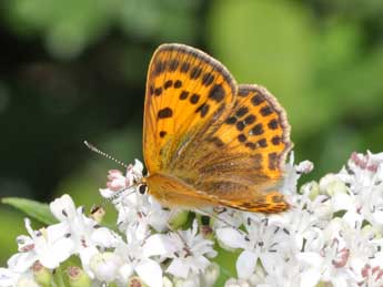 Lycaena virgaureae L. adulte - ©Philippe Mothiron