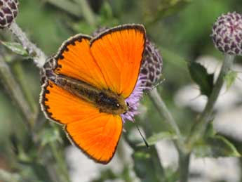 Lycaena virgaureae L. adulte - Philippe Mothiron