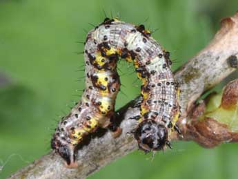  Chenille de Macaria wauaria L. - ©Philippe Mothiron