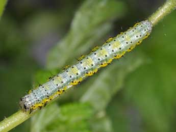  Chenille de Macaria wauaria L. - ©Philippe Mothiron