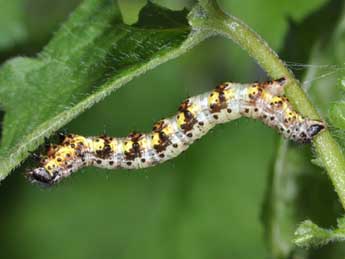  Chenille de Macaria wauaria L. - ©Philippe Mothiron