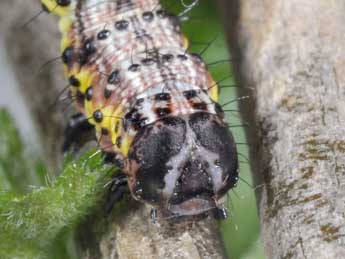  Chenille de Macaria wauaria L. - Philippe Mothiron