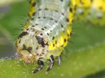  Chenille de Macaria wauaria L. - ©Philippe Mothiron