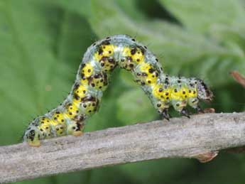  Chenille de Macaria wauaria L. - ©Philippe Mothiron