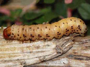  Chenille de Gortyna xanthenes Germ. - ©Stphane Grenier