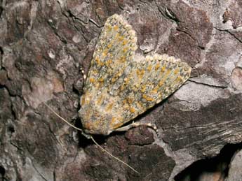 Polymixis xanthomista Hb. adulte - Jean-Pierre Lamoline