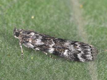 Dioryctria abietella D. & S. adulte - Philippe Mothiron