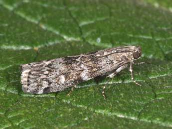 Dioryctria abietella D. & S. adulte - Philippe Mothiron