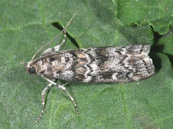 Dioryctria abietella D. & S. adulte - Philippe Mothiron