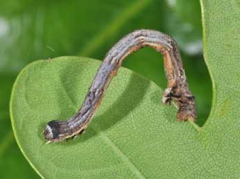  Chenille de Menophra abruptaria Thnbg - ©Philippe Mothiron