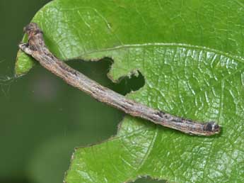  Chenille de Menophra abruptaria Thnbg - ©Philippe Mothiron