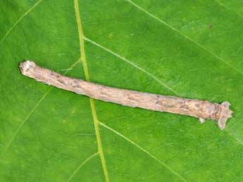  Chenille de Menophra abruptaria Thnbg - ©Philippe Mothiron