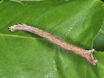  Chenille de Menophra abruptaria Thnbg - ©Philippe Mothiron