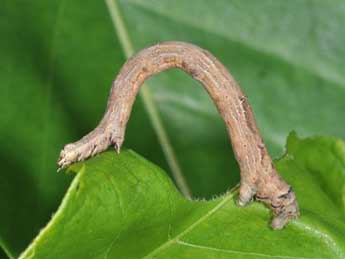  Chenille de Menophra abruptaria Thnbg - ©Philippe Mothiron