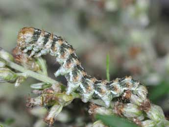  Chenille de Cucullia absinthii L. - Philippe Mothiron