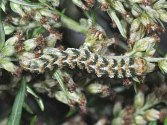  Chenille de Cucullia absinthii L. - ©Philippe Mothiron