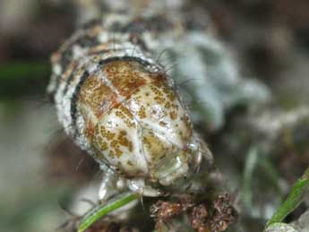  Chenille de Cucullia absinthii L. - Philippe Mothiron