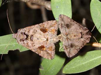 Ctenoplusia accentifera Lefebvre adulte - ©Marc Thibault