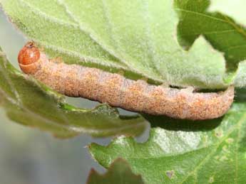  Chenille de Mesogona acetosellae D. & S. - ©Emmanuel Ruiz