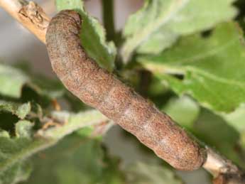  Chenille de Mesogona acetosellae D. & S. - ©Emmanuel Ruiz