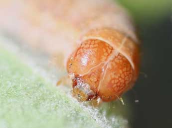  Chenille de Mesogona acetosellae D. & S. - ©Emmanuel Ruiz