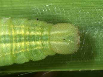  Chenille de Thymelicus acteon Rott. - Wolfgang Wagner, www.pyrgus.de