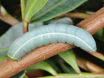  Chenille de Eutelia adulatrix Hb. - ©Philippe Mothiron