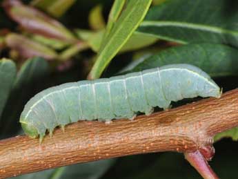  Chenille de Eutelia adulatrix Hb. - ©Philippe Mothiron