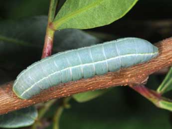  Chenille de Eutelia adulatrix Hb. - Philippe Mothiron