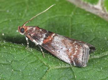 Acrobasis advenella Zck. adulte - Philippe Mothiron