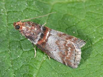 Acrobasis advenella Zck. adulte - Philippe Mothiron