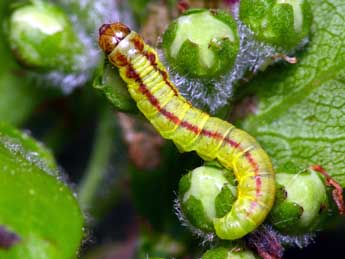  Chenille de Acrobasis advenella Zck. - Patrick Clement